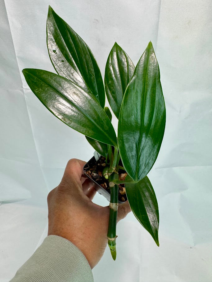 Rhaphidophora decursiva #12 | Dragon Tail Plant | 2.5inch Starter Plant