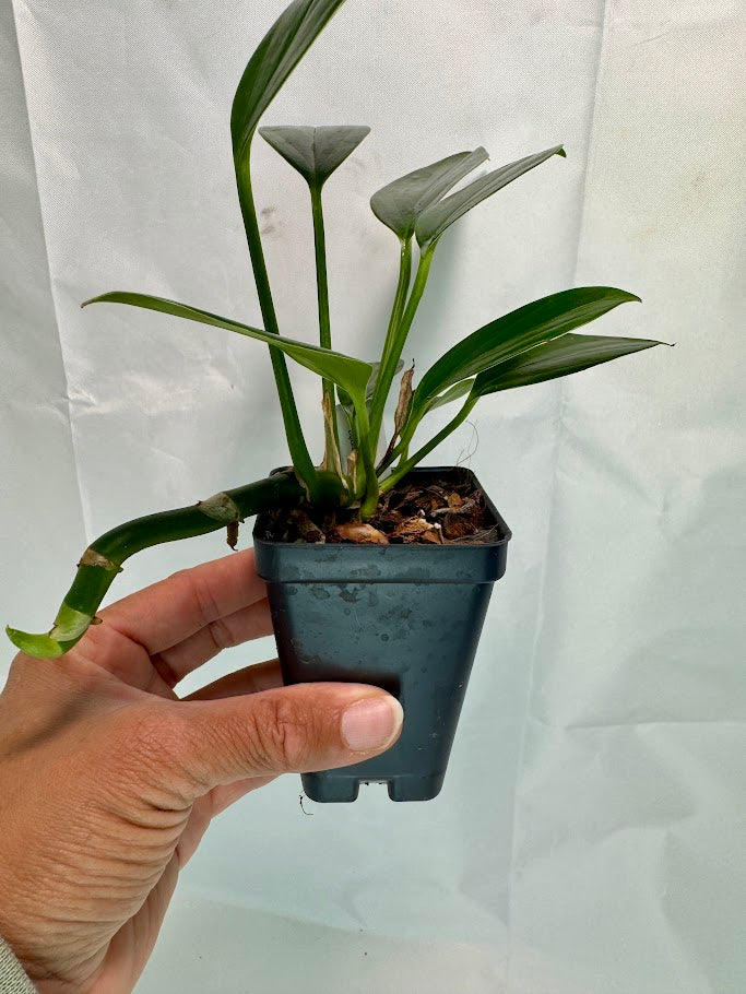 Rhaphidophora decursiva #12 | Dragon Tail Plant | 2.5inch Starter Plant