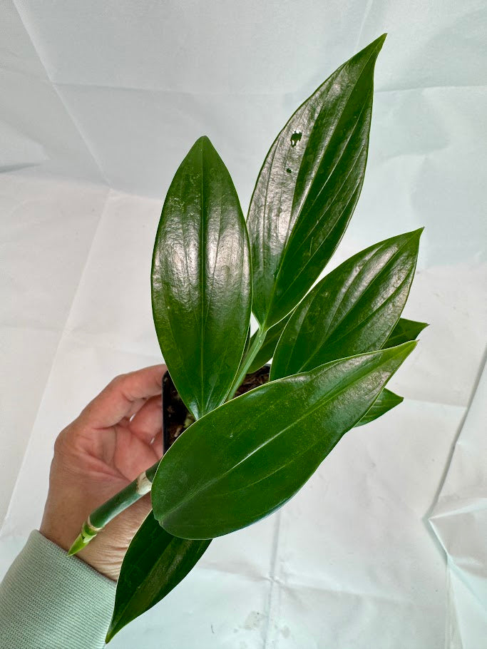 Rhaphidophora decursiva #12 | Dragon Tail Plant | 2.5inch Starter Plant