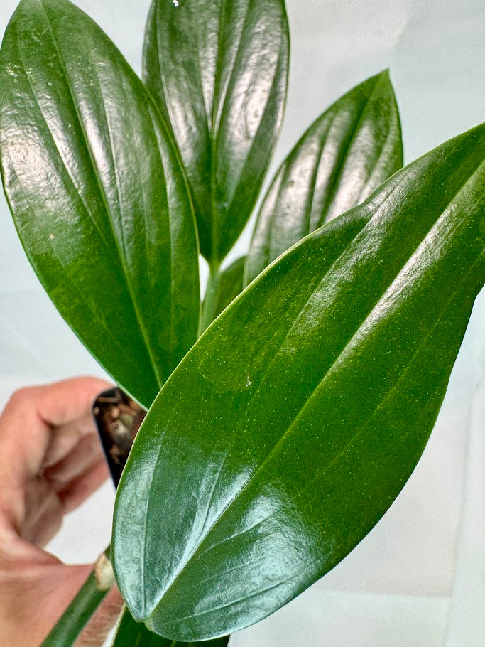 Rhaphidophora decursiva #12 | Dragon Tail Plant | 2.5inch Starter Plant