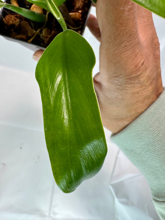 Philodendron panduriforme #01 | Fiddle-Leaf Philo | 2.5inch Starter Size