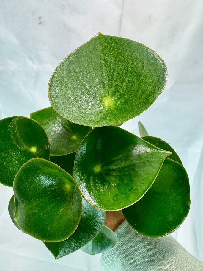 Peperomia polybotrya #09 | Raindrop Peperomia | 2.5inch Starter Size