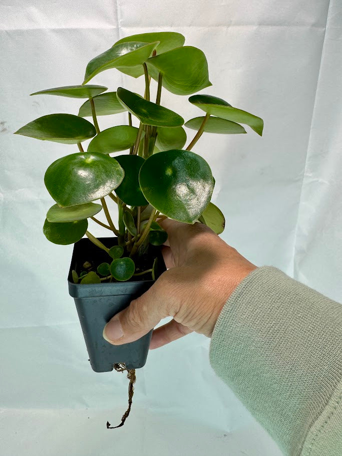 Peperomia polybotrya #09 | Raindrop Peperomia | 2.5inch Starter Size