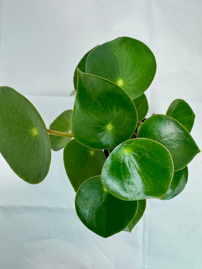 Peperomia polybotrya #09 | Raindrop Peperomia | 2.5inch Starter Size