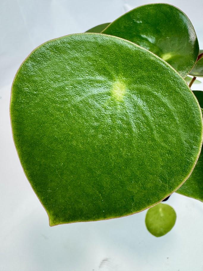 Peperomia polybotrya #09 | Raindrop Peperomia | 2.5inch Starter Size