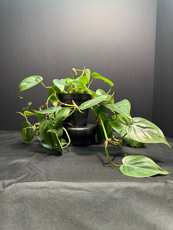 Heartleaf Philodendron #08 | Philodendron hederaceum | 4inch Pot