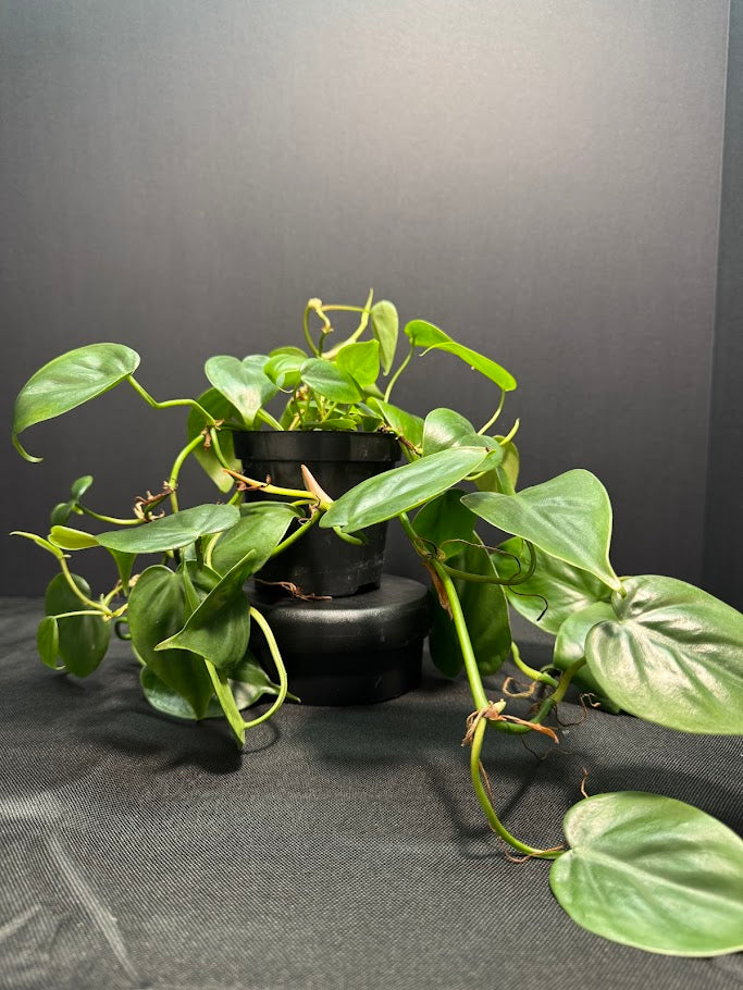 Heartleaf Philodendron #08 | Philodendron hederaceum | 4inch Pot