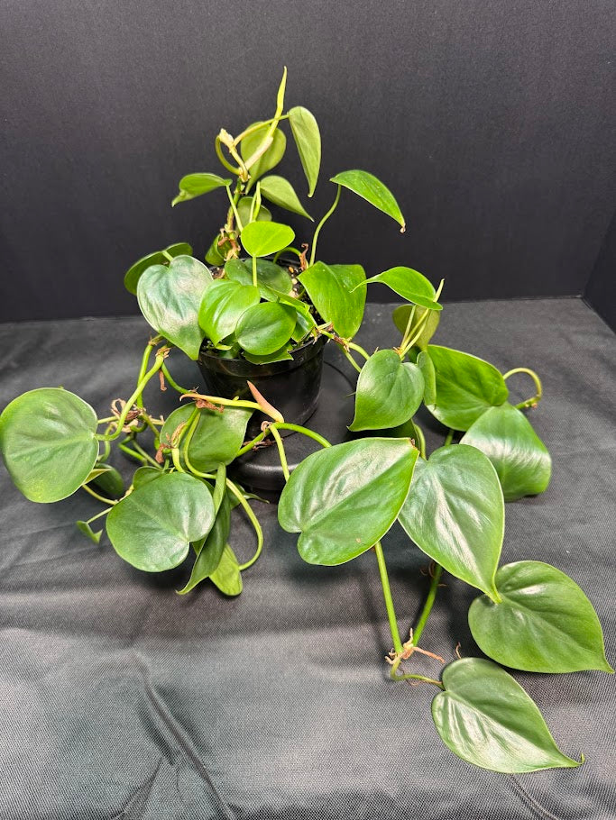 Heartleaf Philodendron #08 | Philodendron hederaceum | 4inch Pot