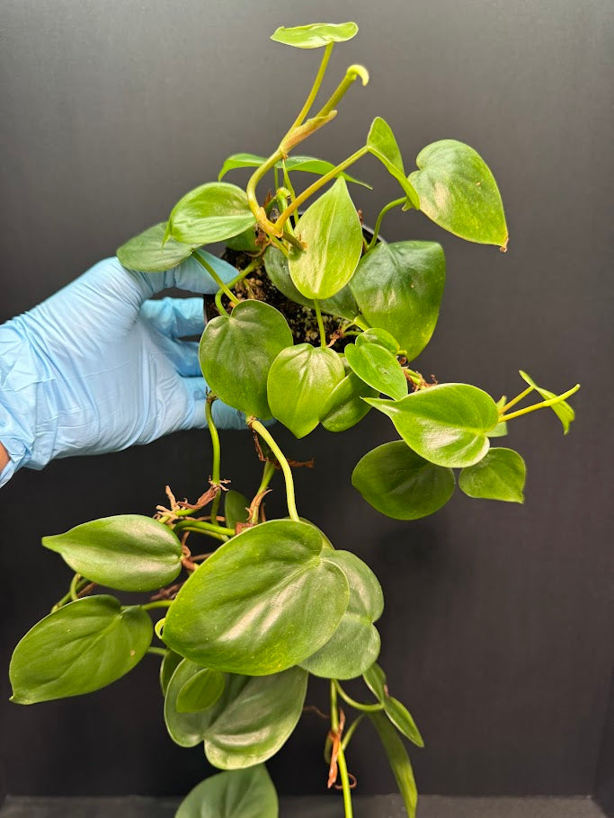 Heartleaf Philodendron #08 | Philodendron hederaceum | 4inch Pot