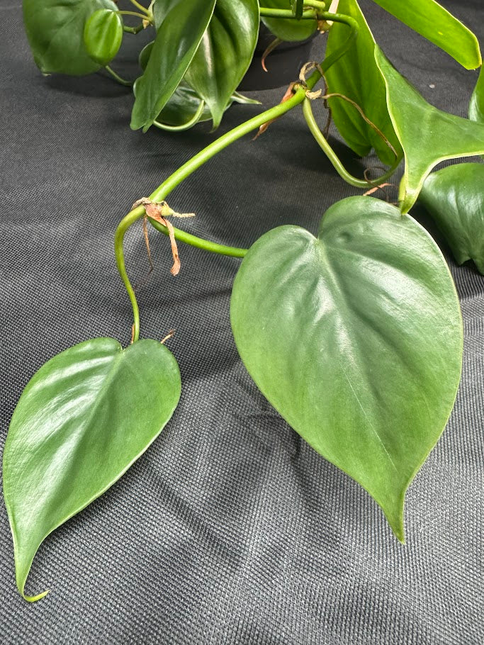 Heartleaf Philodendron #08 | Philodendron hederaceum | 4inch Pot