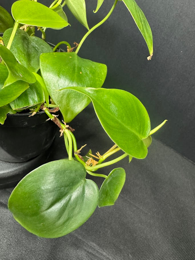 Heartleaf Philodendron #08 | Philodendron hederaceum | 4inch Pot