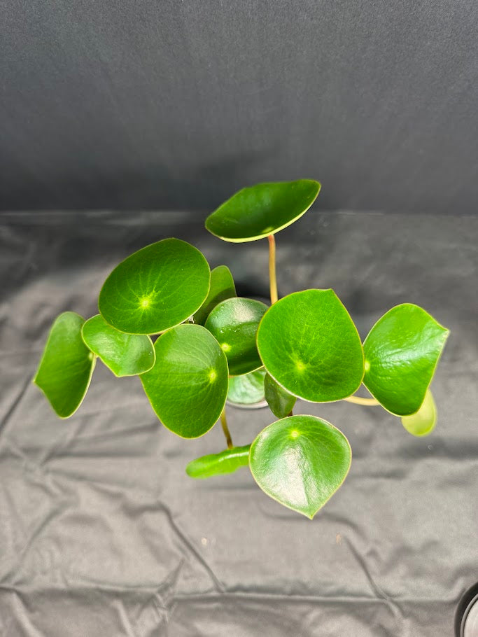 Peperomia polybotrya #10 | Raindrop Peperomia | 3.5inch Pot