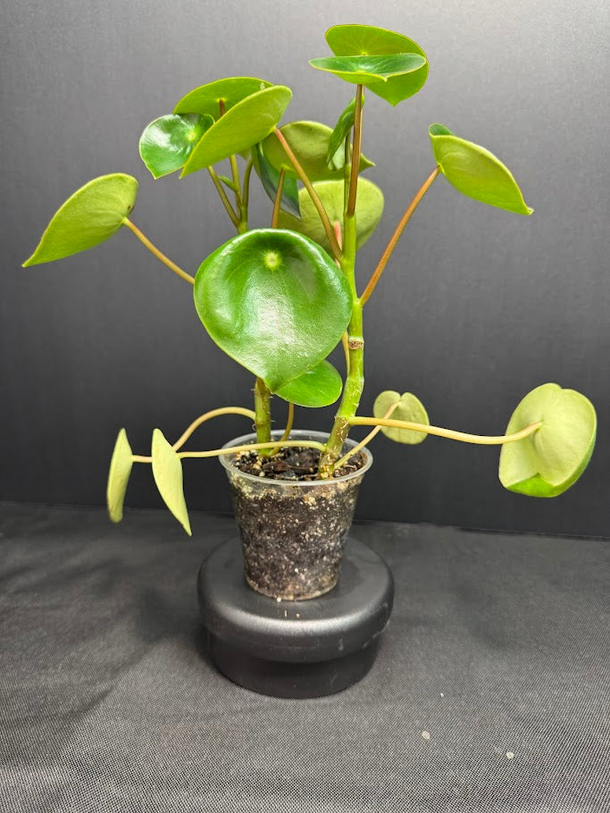 Peperomia polybotrya #10 | Raindrop Peperomia | 3.5inch Pot