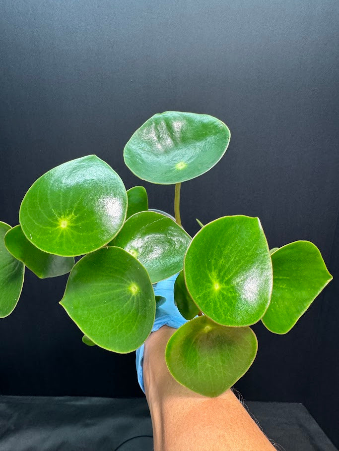 Peperomia polybotrya #10 | Raindrop Peperomia | 3.5inch Pot