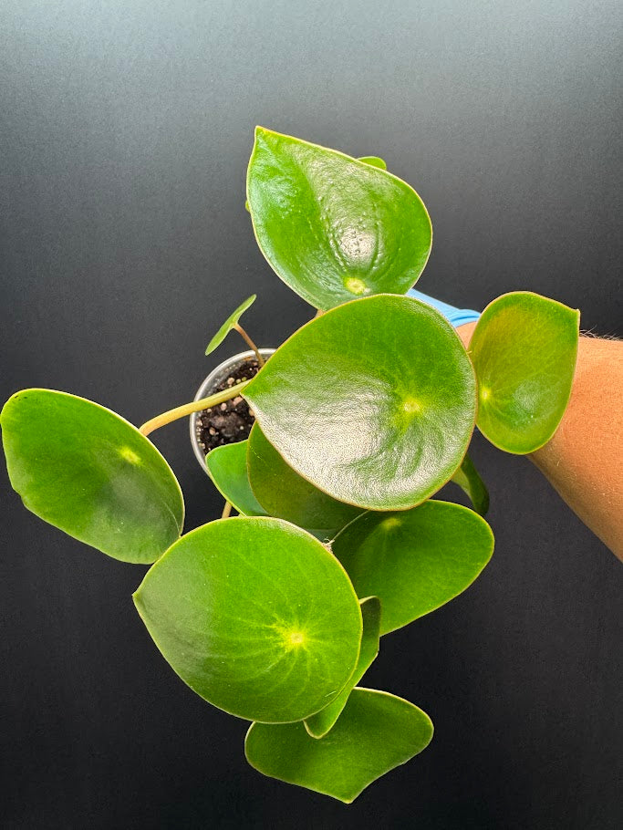 Peperomia polybotrya #10 | Raindrop Peperomia | 3.5inch Pot