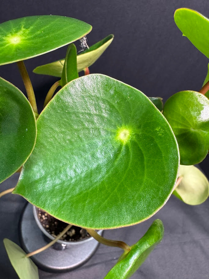 Peperomia polybotrya #10 | Raindrop Peperomia | 3.5inch Pot