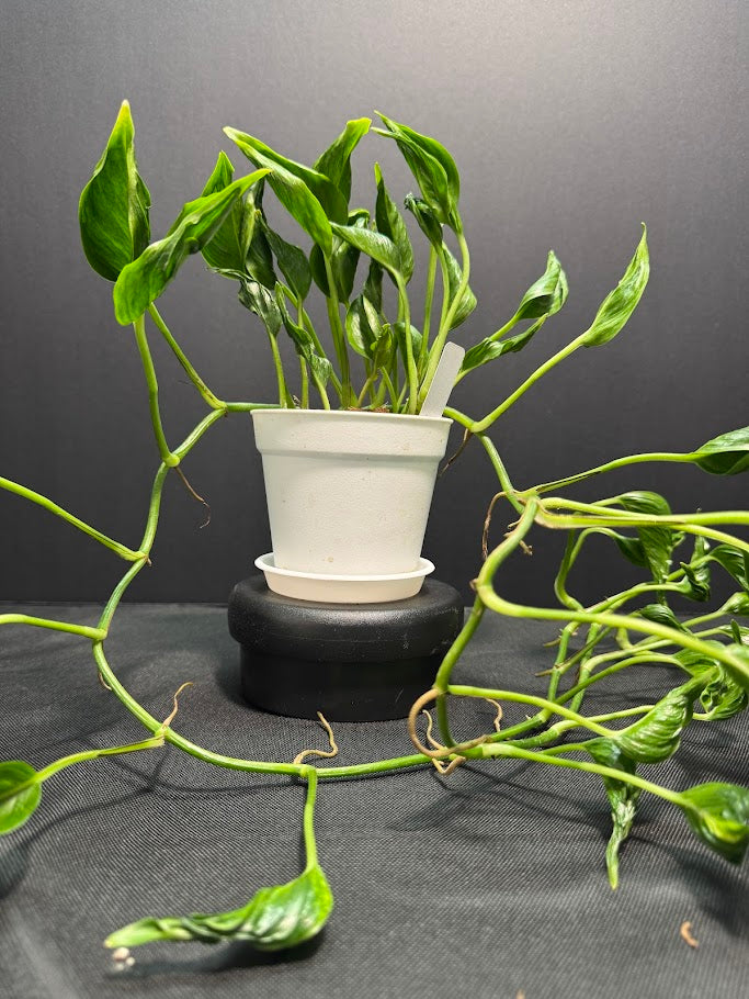 pothos plant pot size Pothos 'Shangri-La'