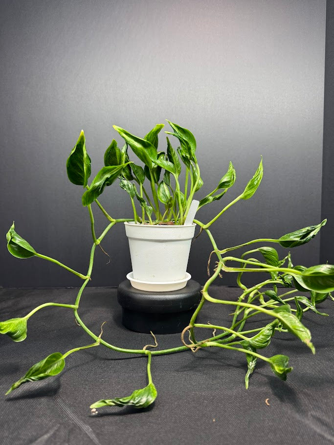 Pothos ‘Shangri-La’ #05 | Curled Leaf Pothos | 4" Pot Size