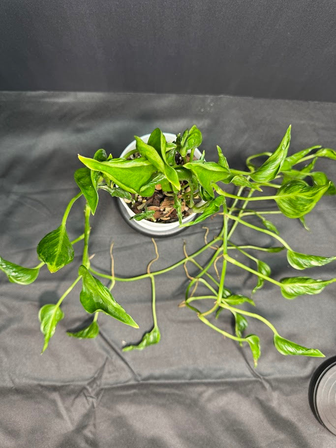 pothos vines curling Pothos 'Shangri-La'