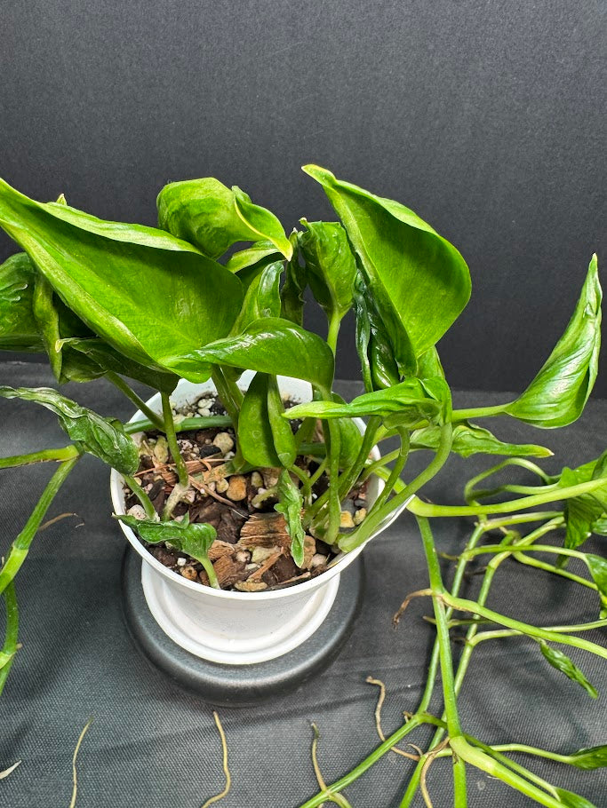 Pothos ‘Shangri-La’ #05 | Curled Leaf Pothos | 4" Pot Size