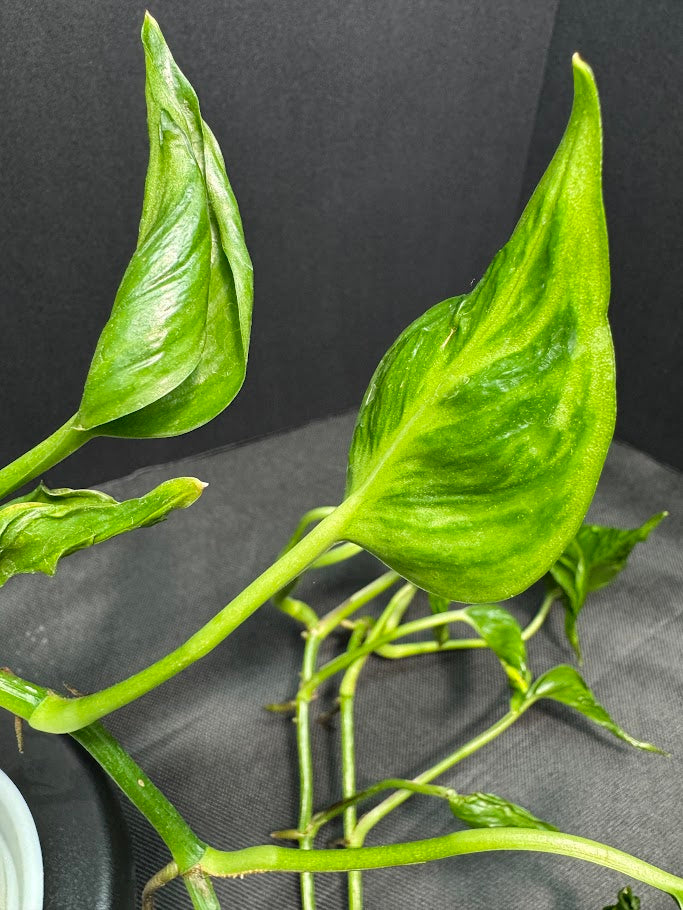 Pothos ‘Shangri-La’ #05 | Curled Leaf Pothos | 4" Pot Size