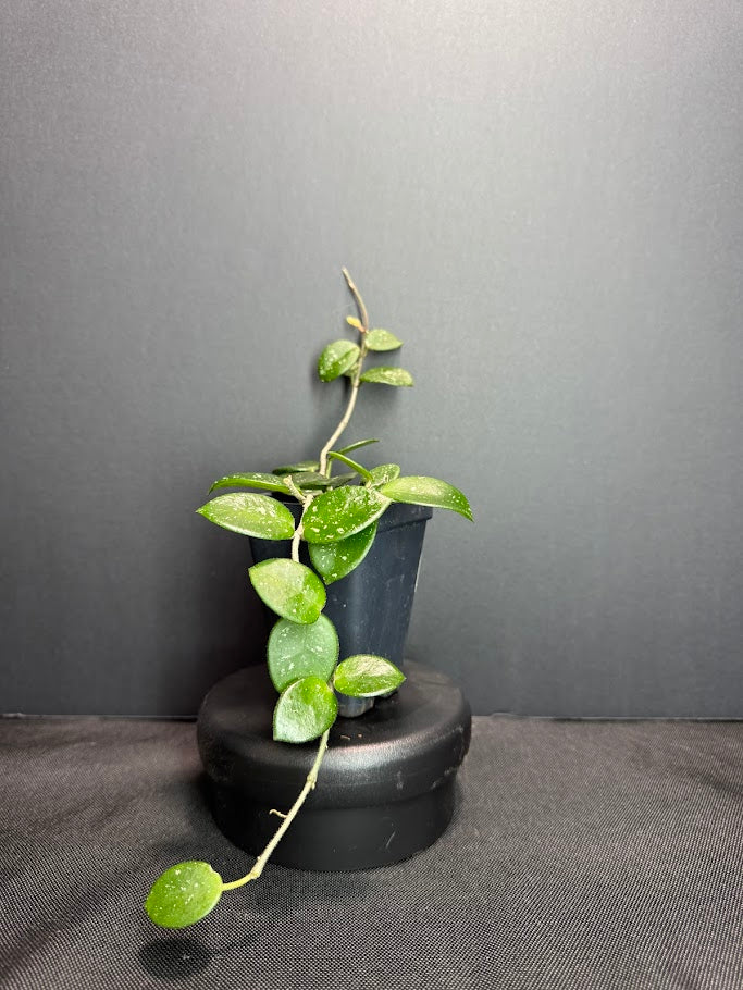 Hoya Mathilde 'Splash' #05 | Hoya Carnosa x Hoya serpens | 2.5inch Starter Size
