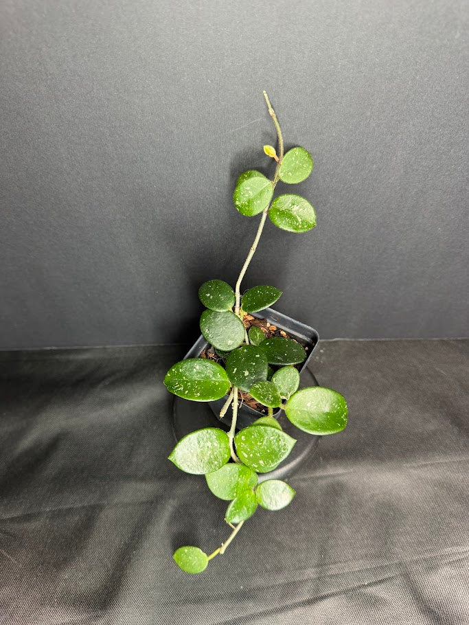 Hoya Mathilde 'Splash' #05 | Hoya Carnosa x Hoya serpens | 2.5inch Starter Size