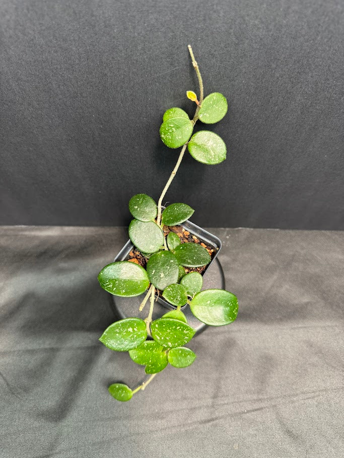 Hoya Mathilde 'Splash' #05 | Hoya Carnosa x Hoya serpens | 2.5inch Starter Size