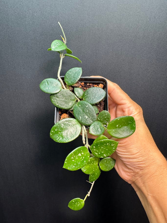 Hoya Mathilde 'Splash' #05 | Hoya Carnosa x Hoya serpens | 2.5inch Starter Size