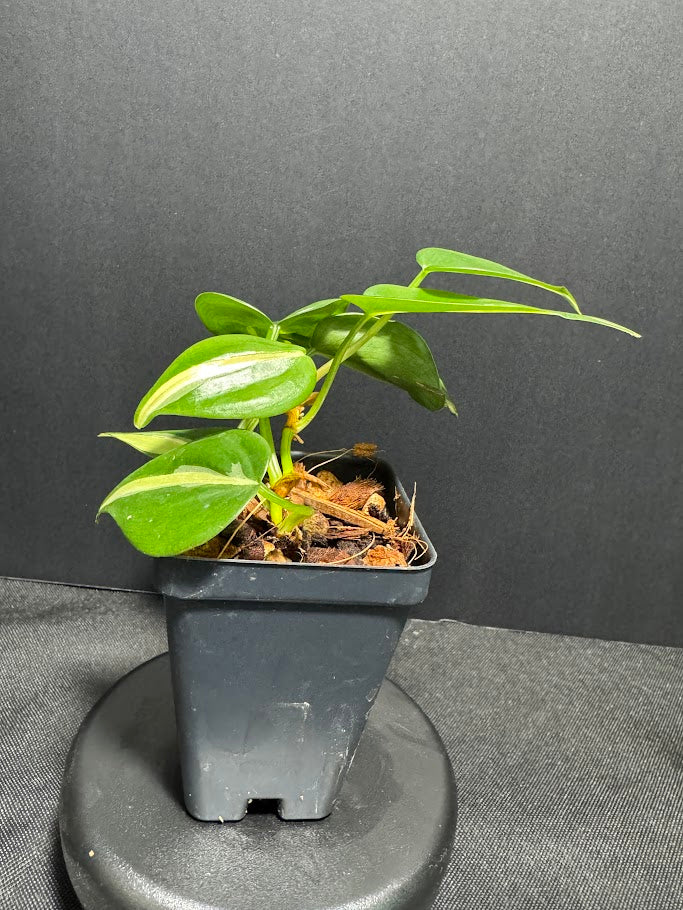 Philodendron Hederaceum 'Silver Stripe' #03 | Heart-Leaf Philo | 2.5 inch Starter Size