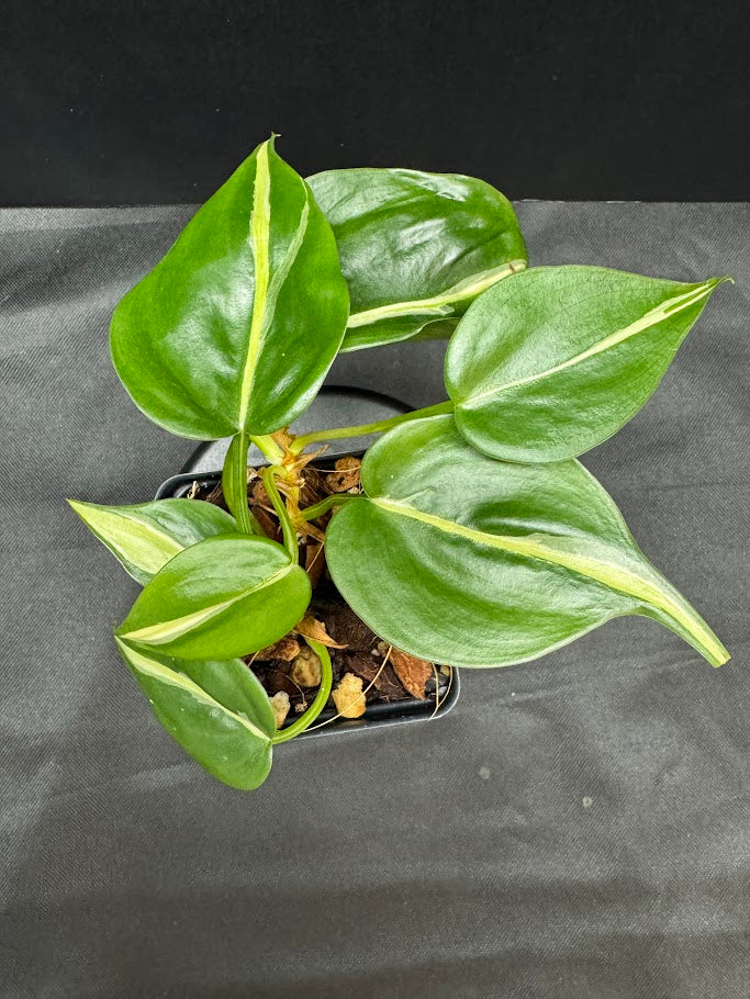 Philodendron Hederaceum 'Silver Stripe' #03 | Heart-Leaf Philo | 2.5 inch Starter Size