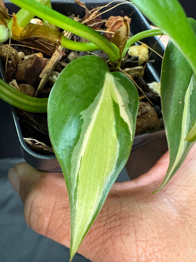 Philodendron Hederaceum 'Silver Stripe' #03 | Heart-Leaf Philo | 2.5 inch Starter Size