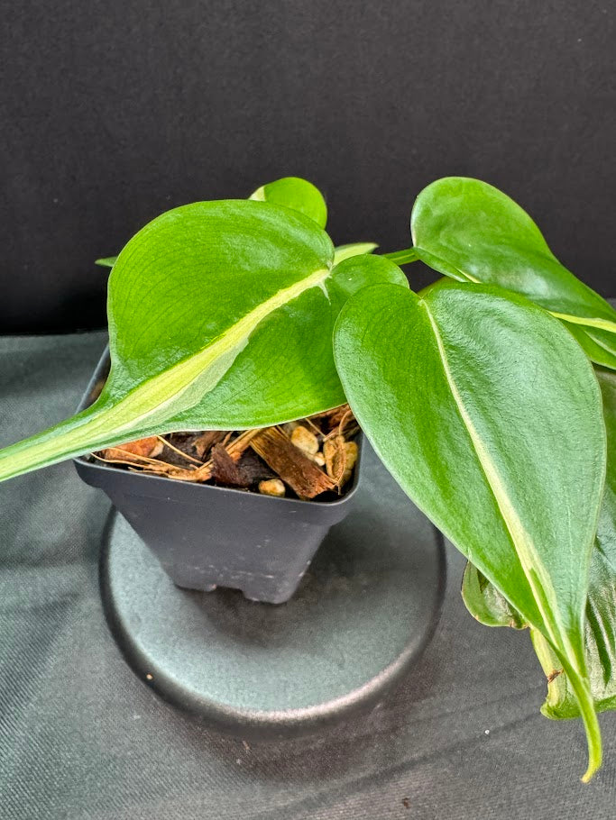 Philodendron Hederaceum 'Silver Stripe' #03 | Heart-Leaf Philo | 2.5 inch Starter Size