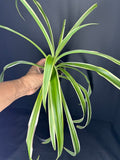Reverse Variegated Spider Plant | Chlorophytum comosum ‘Reverse Variegatum’ #04 | 3.5inch Pot Size