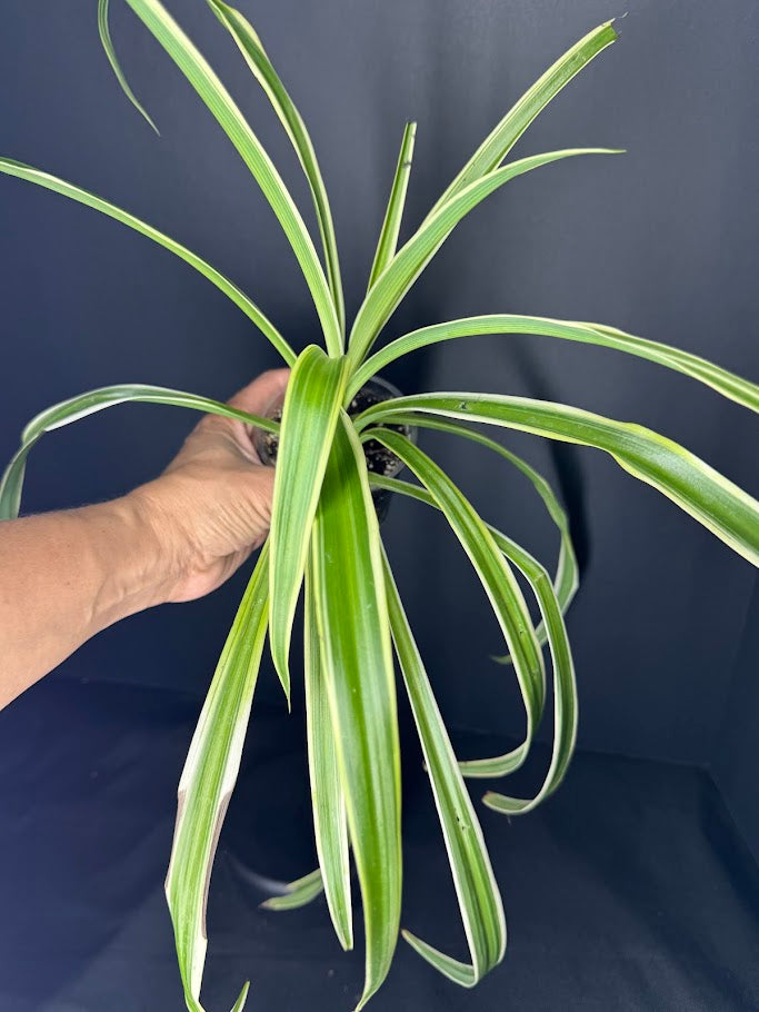 Reverse Variegated Spider Plant | Chlorophytum comosum ‘Reverse Variegatum’ #04 | 3.5inch Pot Size