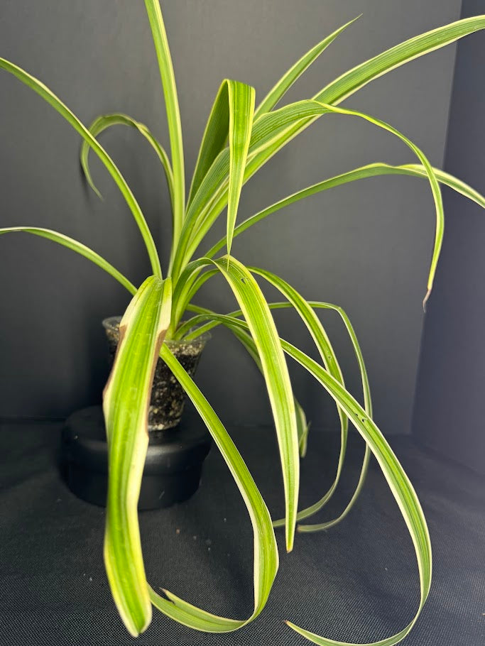 Reverse Variegated Spider Plant | Chlorophytum comosum ‘Reverse Variegatum’ #04 | 3.5inch Pot Size