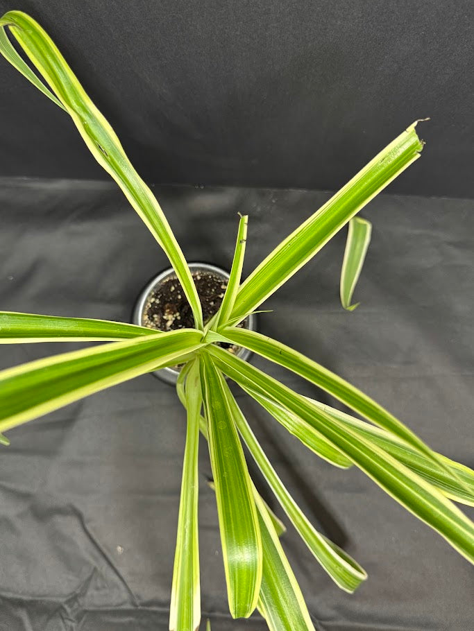Reverse Variegated Spider Plant | Chlorophytum comosum ‘Reverse Variegatum’ #04 | 3.5inch Pot Size