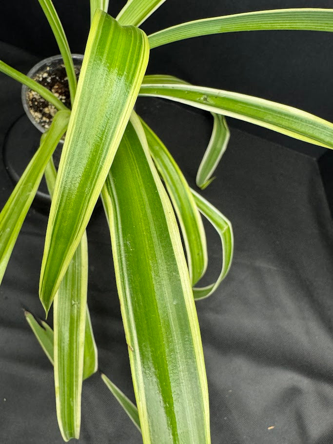 Reverse Variegated Spider Plant | Chlorophytum comosum ‘Reverse Variegatum’ #04 | 3.5inch Pot Size