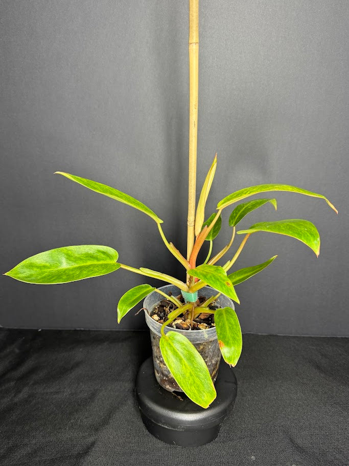 Philodendron 'Painted Lady' #09 | Philodendron erubescens ‘Painted Lady’ | 4 inch Pot Size