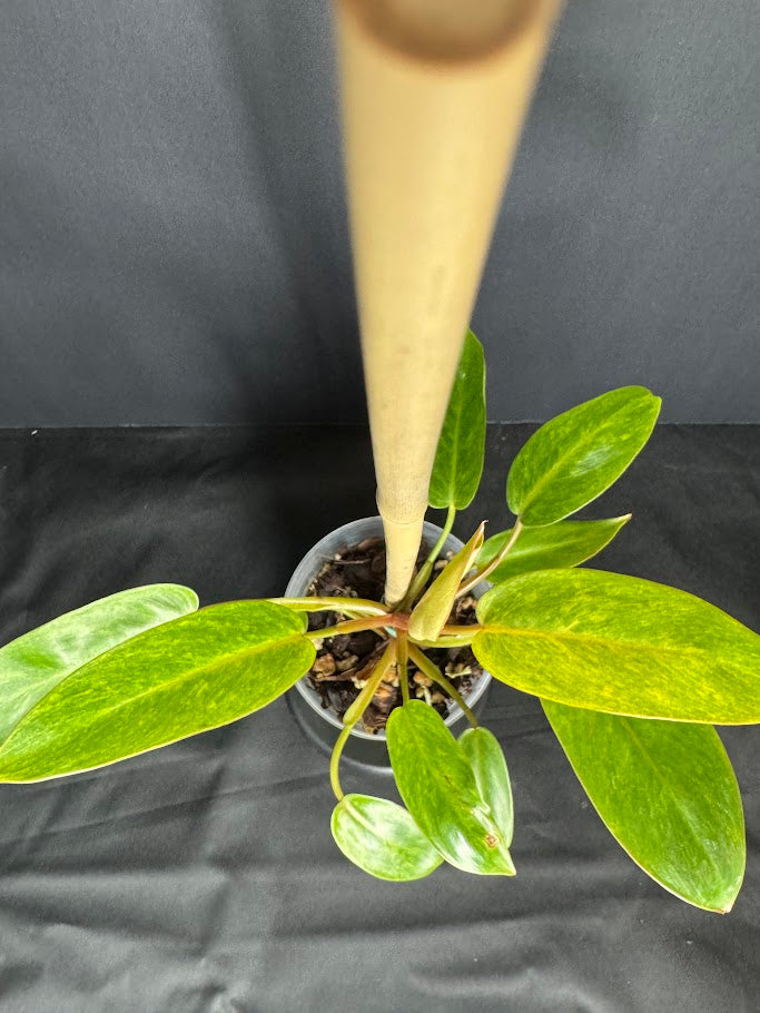 Philodendron 'Painted Lady' #09 | Philodendron erubescens ‘Painted Lady’ | 4 inch Pot Size