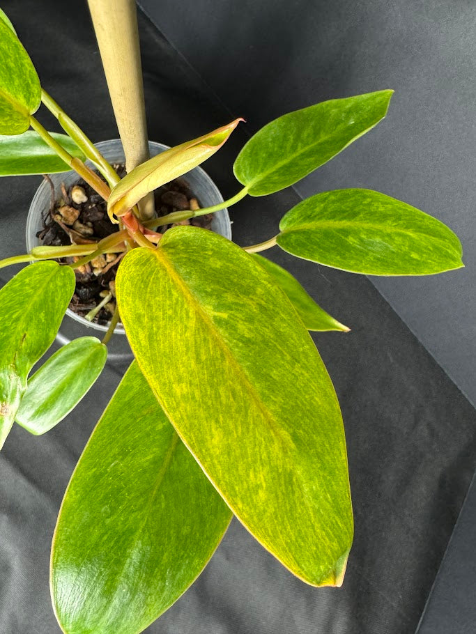 Philodendron 'Painted Lady' #09 | Philodendron erubescens ‘Painted Lady’ | 4 inch Pot Size