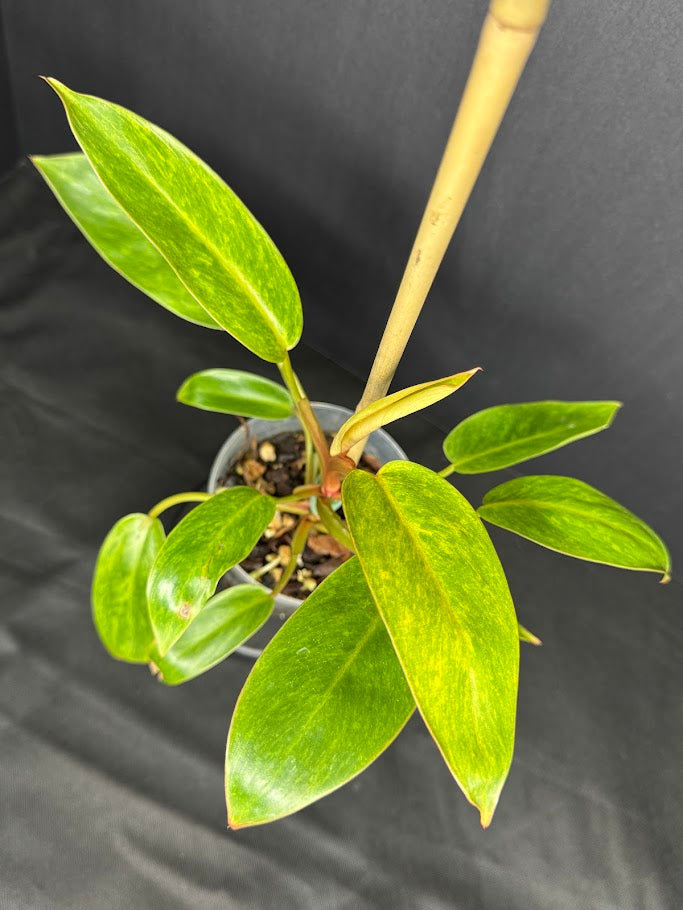 Philodendron 'Painted Lady' #09 | Philodendron erubescens ‘Painted Lady’ | 4 inch Pot Size