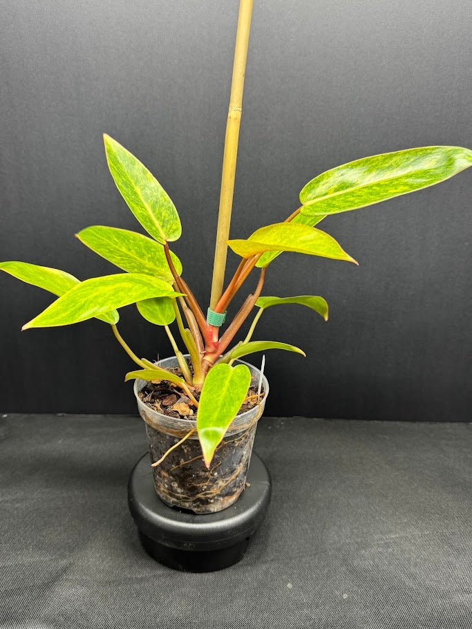 Philodendron 'Painted Lady' # 10 | Philodendron erubescens ‘Painted Lady’ | 4 inch Pot Size