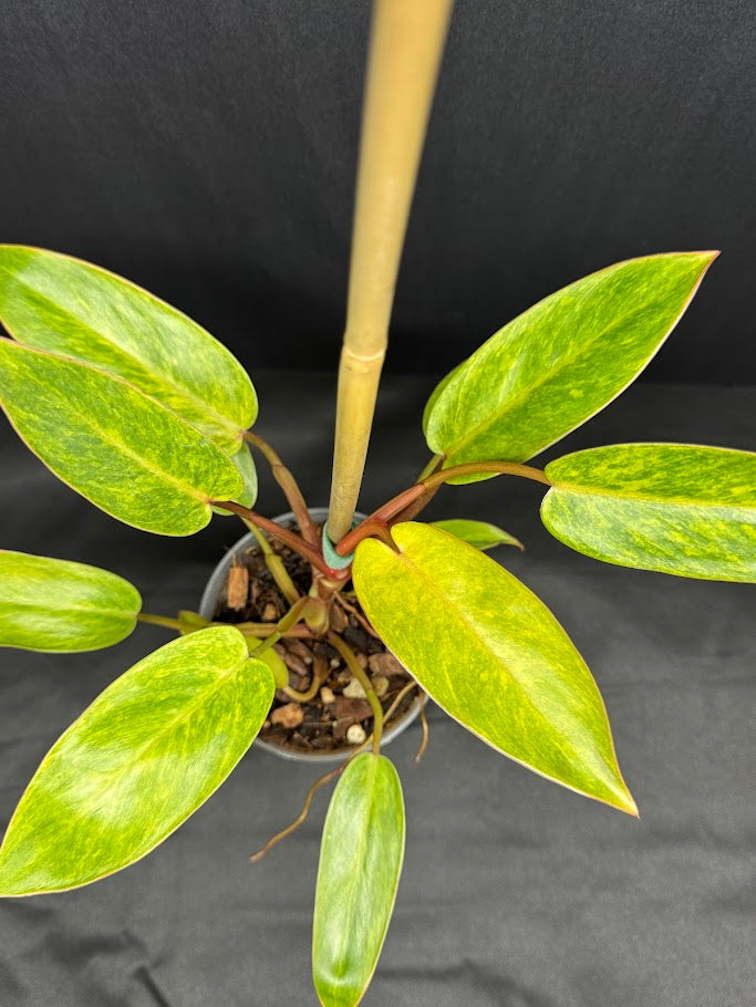 Philodendron 'Painted Lady' # 10 | Philodendron erubescens ‘Painted Lady’ | 4 inch Pot Size