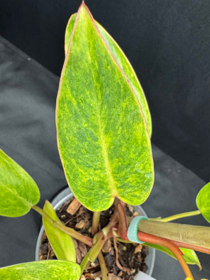 Philodendron 'Painted Lady' # 10 | Philodendron erubescens ‘Painted Lady’ | 4 inch Pot Size