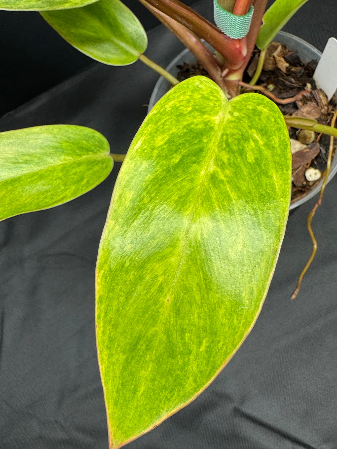 Philodendron 'Painted Lady' # 10 | Philodendron erubescens ‘Painted Lady’ | 4 inch Pot Size
