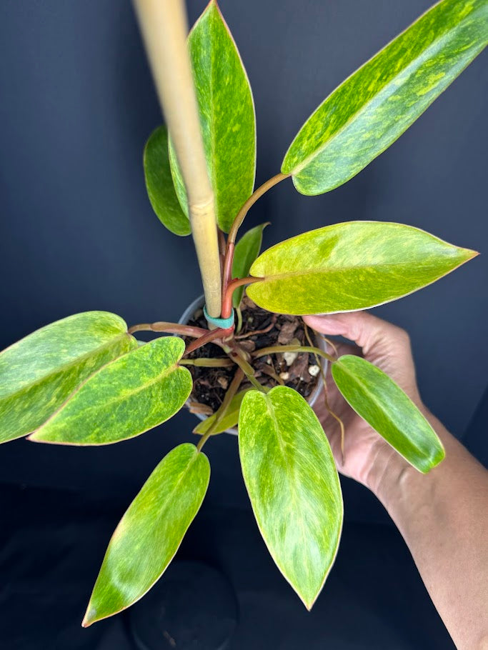 Philodendron 'Painted Lady' # 10 | Philodendron erubescens ‘Painted Lady’ | 4 inch Pot Size