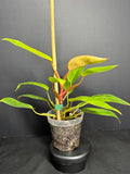 Philodendron 'Painted Lady' # 11 | Philodendron erubescens ‘Painted Lady’ | 4 inch Pot Size