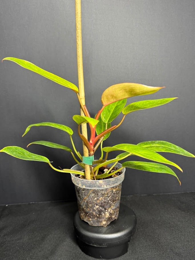 Philodendron 'Painted Lady' # 11 | Philodendron erubescens ‘Painted Lady’ | 4 inch Pot Size
