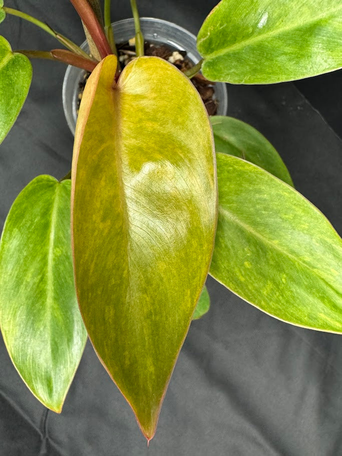 Philodendron 'Painted Lady' # 11 | Philodendron erubescens ‘Painted Lady’ | 4 inch Pot Size